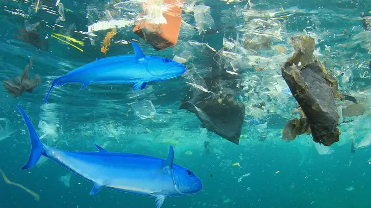 تلوث البحار والمحيطات بنفايات البلاستيك